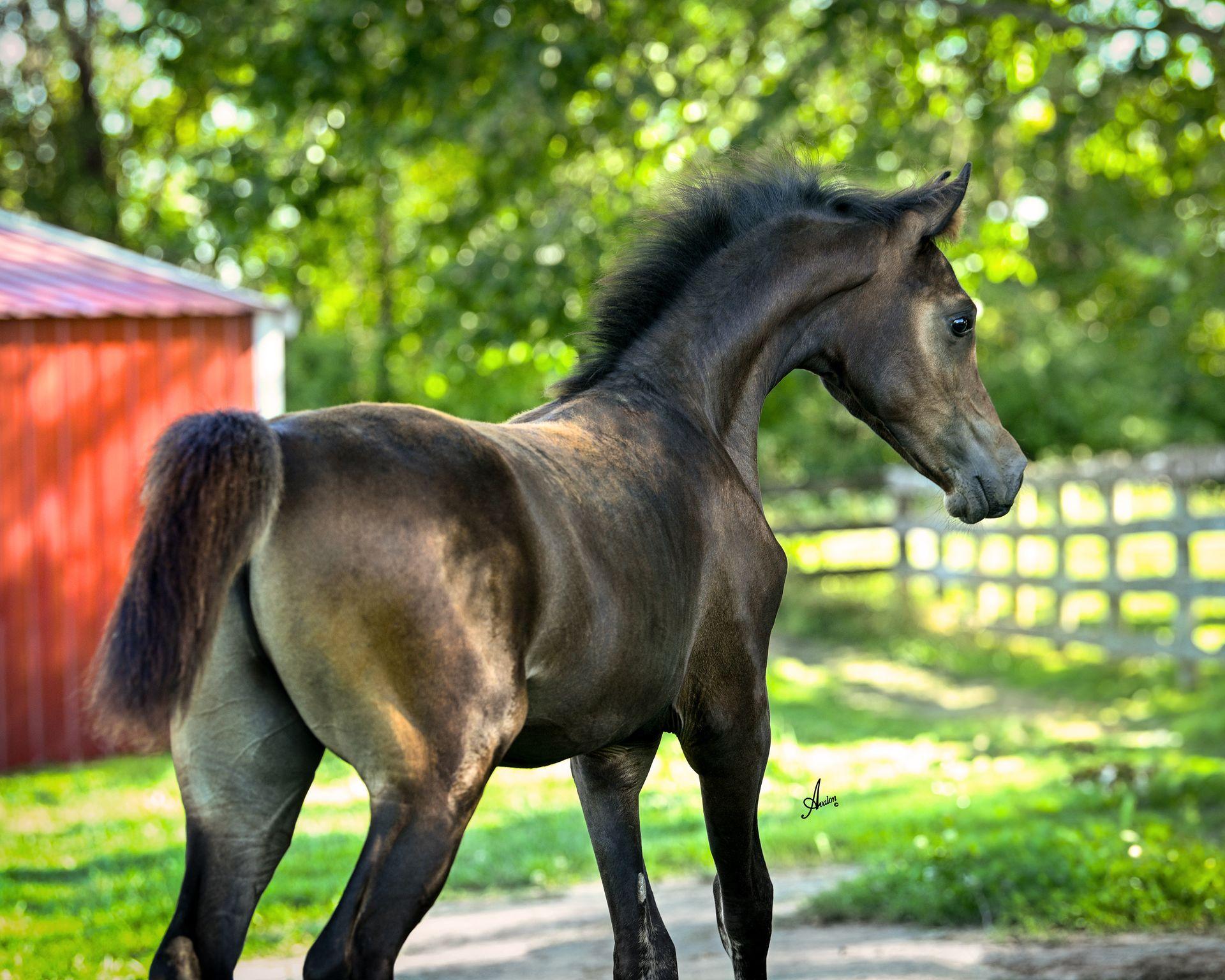 Born ToBeA Bachlr LLA 2024 Colt by ASA Scandalous Affair x Khalico J (Khadraj NA) AWPA Auction, Scottsdale Signature, Sweepstakes, MN Breeders Fall Festival